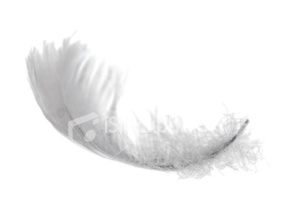 ist2_4897643-isolated-swan-feather